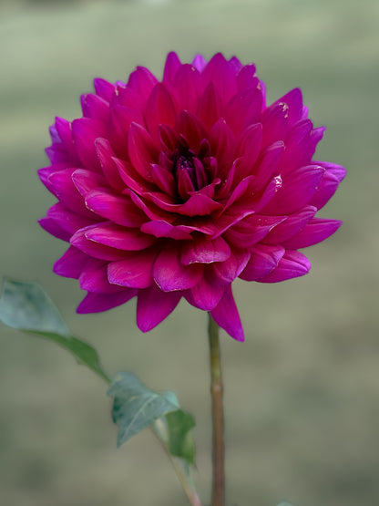 Sandia Noctourne (2023) - Fall 2026