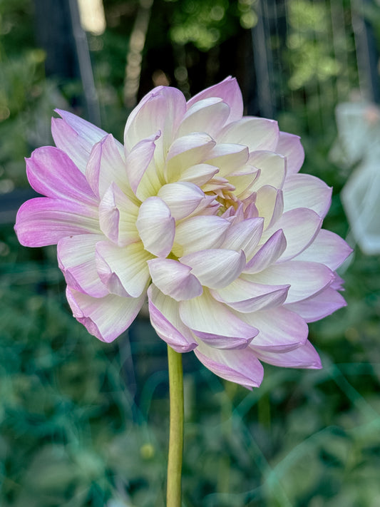 Sandia Melody (2007) Limit 1