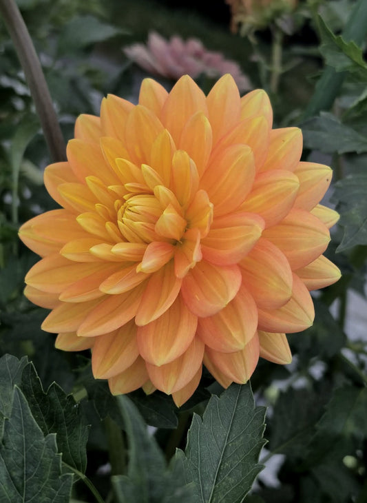 Hollyhill Sophia (original) - Cutting - Limit 1