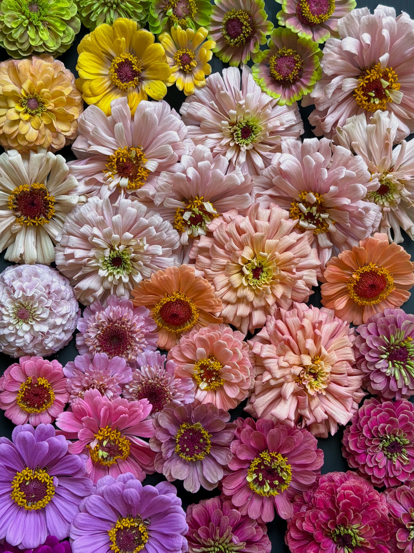 Zinnia ‘Rainfall Mix’