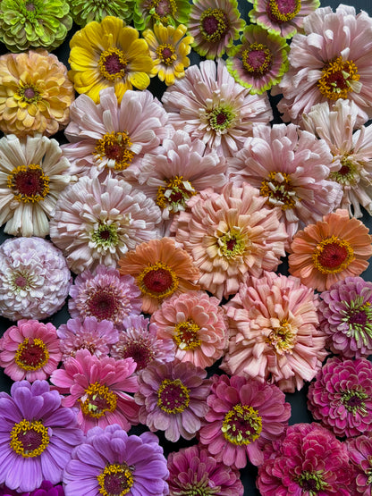 Zinnia ‘Rainfall Mix’