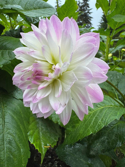 Sandia Melody (2007) Limit 1