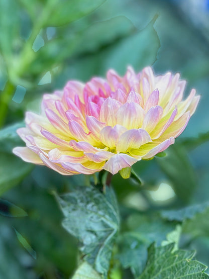 Sandia Bliss (2024)