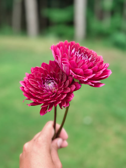 Sandia Bertha