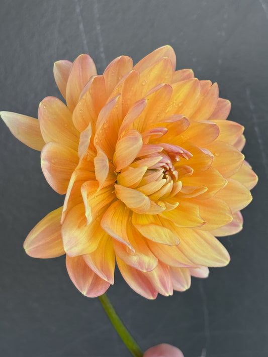 Sandia Susan (2017)