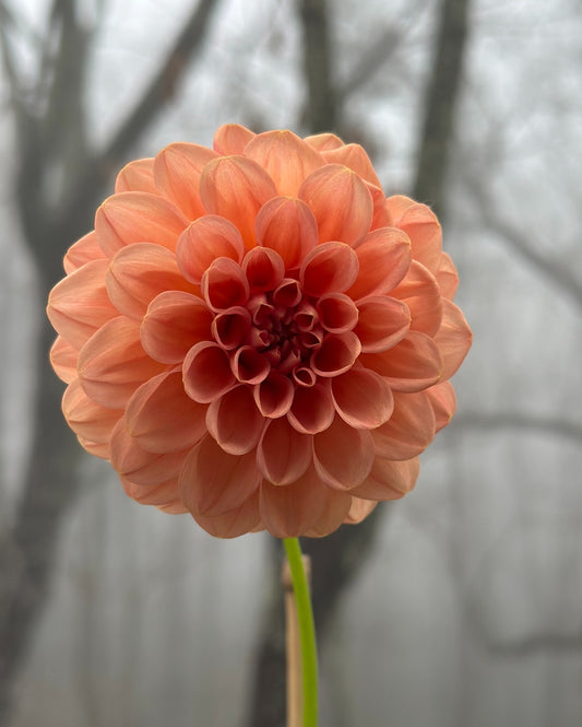 Sidehill Cyndi - Cutting - Limit 1