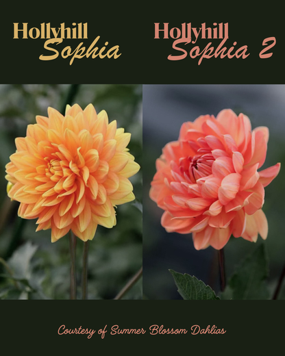 Hollyhill Sophia (original) - Cutting - Limit 1