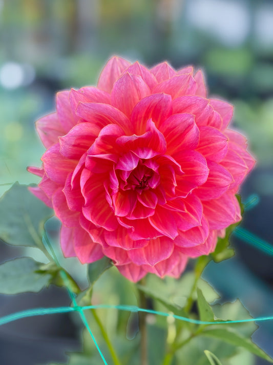 Aisling 25-6-WM - 2025 Seedling