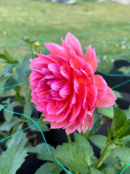 Aisling 25-6-WM - 2025 Seedling