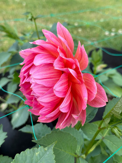 Aisling 25-6-WM - 2025 Seedling