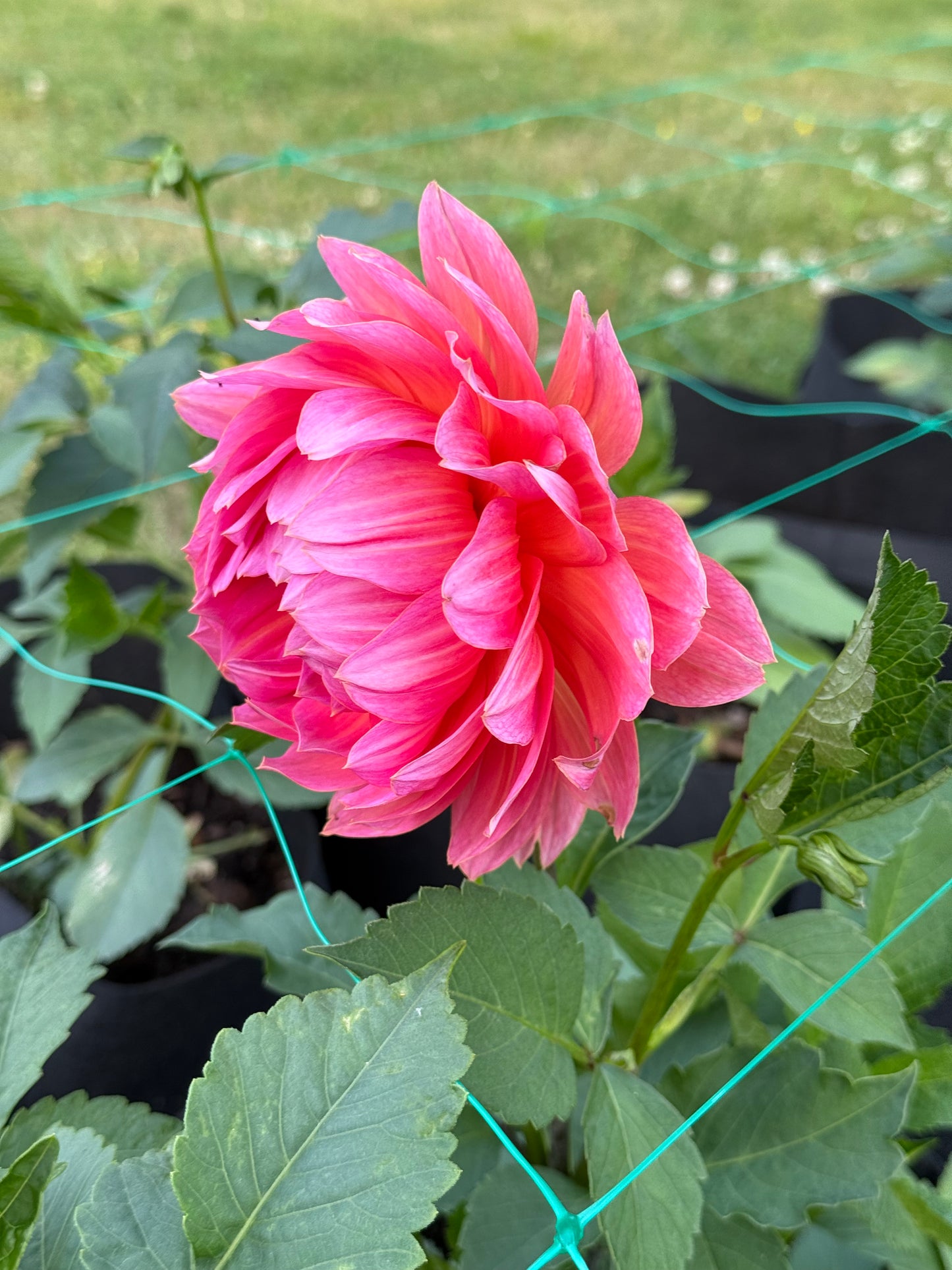 Aisling 25-6-WM - 2025 Seedling