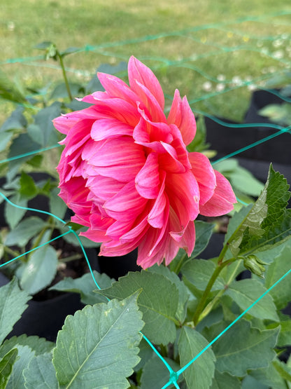 Aisling 25-6-WM - 2025 Seedling