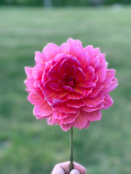Aisling 25-6-WM - 2025 Seedling