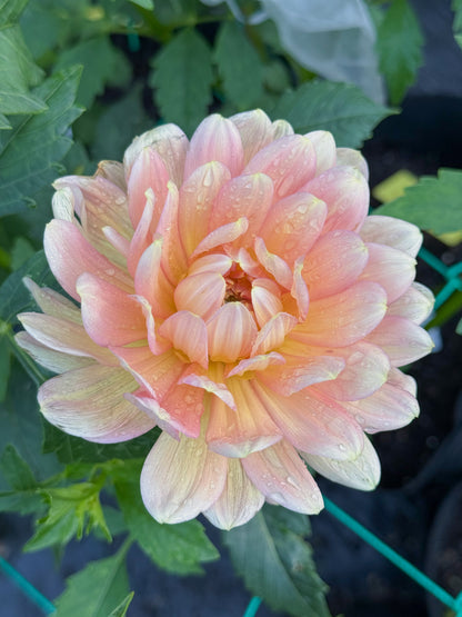 Hollyhill Serenity (2016)