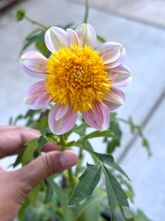 Rainfall Roblynn - 2024 Seedling