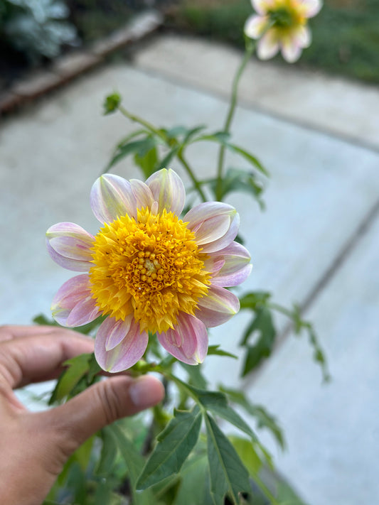 Rainfall Roblynn - 2024 Seedling