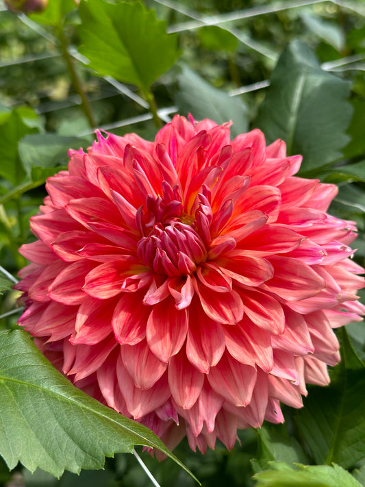 Sidehill Laura K (2016)- Cutting - Limit 1