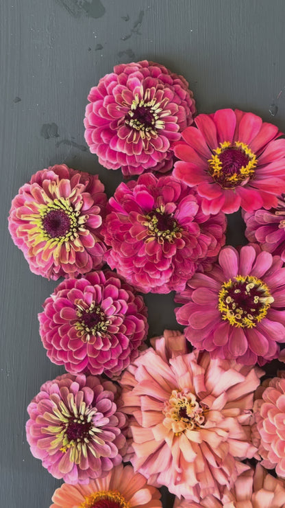 Zinnia ‘Rainfall Mix’