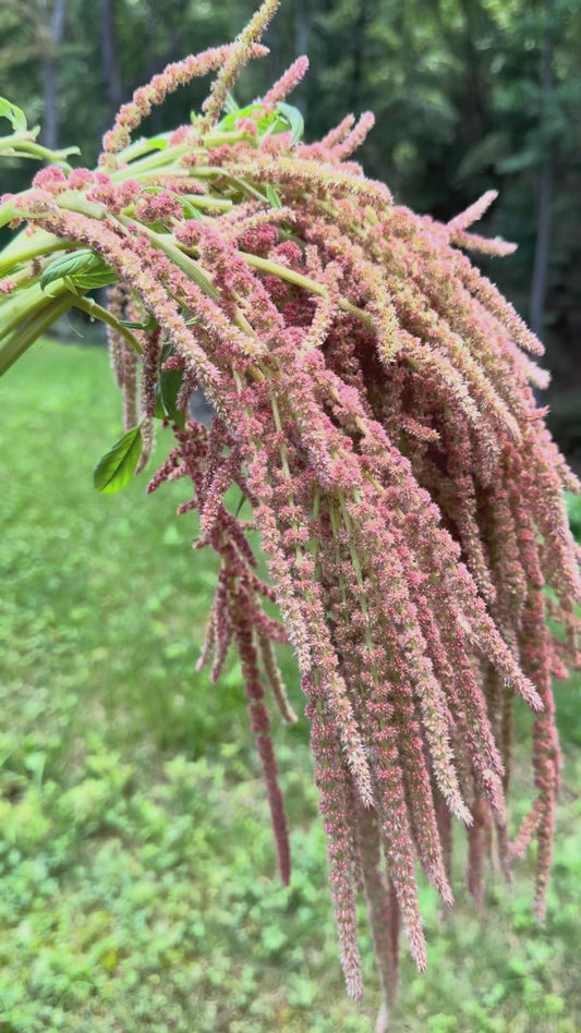 Amaranthus ‘Coral Fountain’