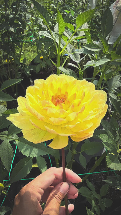 Sandia Gold (2022)